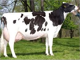 სანაშნე უშობლები ჰოლშტინოფრიზული ჯიშის  Holstein Friesian cattle